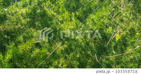 pine tree leaves, Fir tree lunch close up. Shallow focus. Brunch of fluffy fir trees close up. Christmas wallpaper concept. Copy space. in mountainous area 103358718