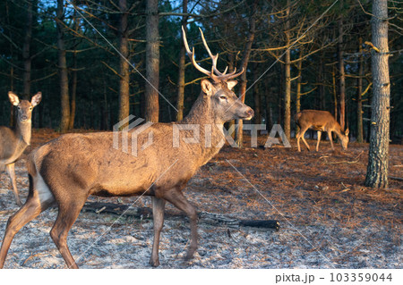 Deer male with big antlers in the natural park. Wildlife photo. Deer male with big antlers in the natural park. Wildlife photo. 103359044
