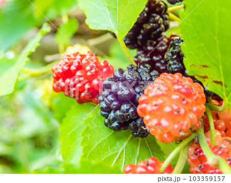 初夏の味覚 たわわに実ったブラックベリー 初夏の味覚 たわわに実ったブラックベリー 103359157