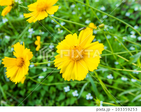初夏の花　満開のオオキンケイギク　外来種 103359253