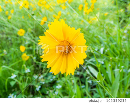 初夏の花 満開のオオキンケイギク 外来種 初夏の花 満開のオオキンケイギク 外来種 103359255