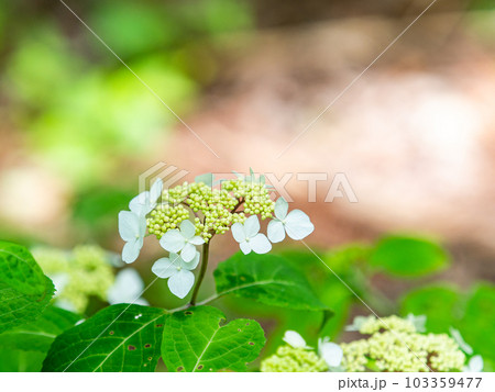 梅雨時期の景色　美しく咲き始めたカラフルなアジサイ 103359477