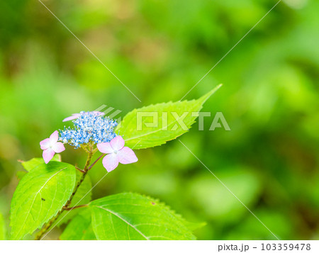 梅雨時期の景色　美しく咲き始めたカラフルなアジサイ 103359478