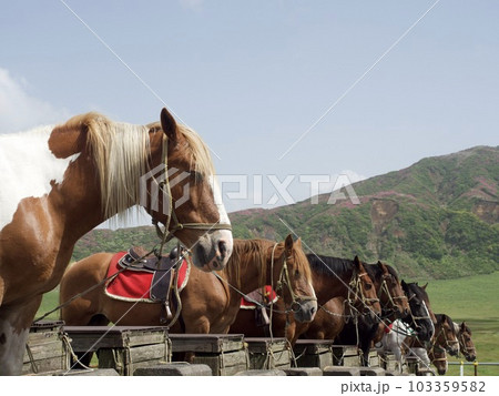 馬 阿蘇 牧場 草千里 馬 阿蘇 牧場 草千里 103359582