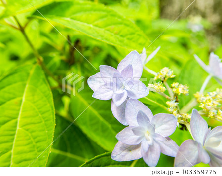 梅雨時期の景色 シーボルトが愛したアジサイ 幻のアジサイ七段花 梅雨時期の景色 シーボルトが愛したアジサイ 幻のアジサイ七段花 103359775