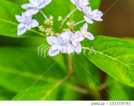 梅雨時期の景色　シーボルトが愛したアジサイ　幻のアジサイ七段花 103359793