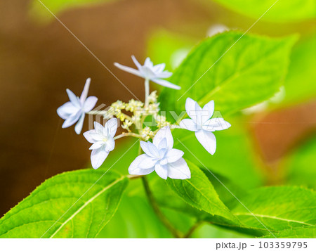 梅雨時期の景色　シーボルトが愛したアジサイ　幻のアジサイ七段花 103359795