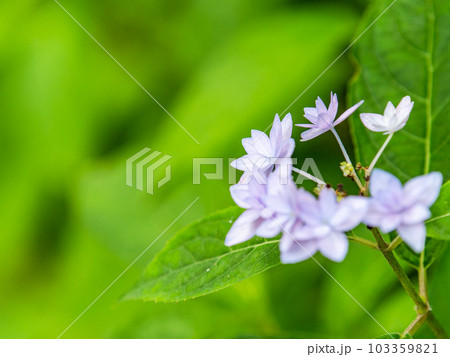 梅雨時期の景色　シーボルトが愛したアジサイ　幻のアジサイ七段花 103359821