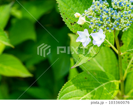 梅雨時期の景色　美しく咲き始めたカラフルなアジサイ 103360076