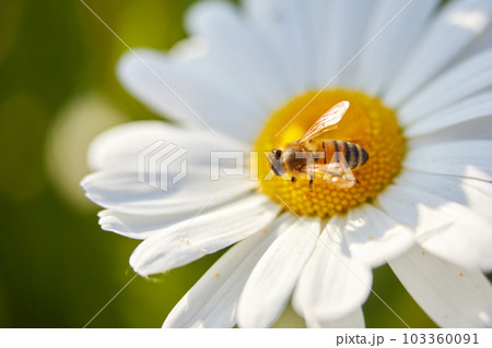 Bee and flower. Close up of a bee collects honey on a daisy flower on a sunny day. Bee and flower. Close up of a bee collects honey on a daisy flower on a sunny day. 103360091
