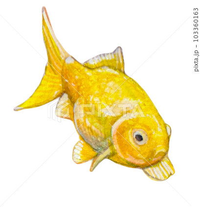 黄色い金魚 103360163