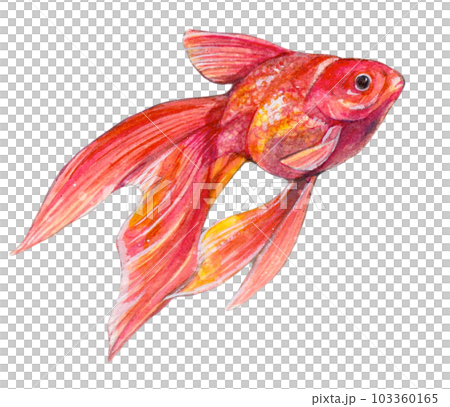 赤い金魚のイラスト素材 [103360165] - PIXTA