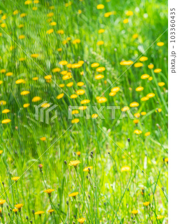 爽やかな初夏の景色　原っぱに咲く満開のタンポポ 103360435