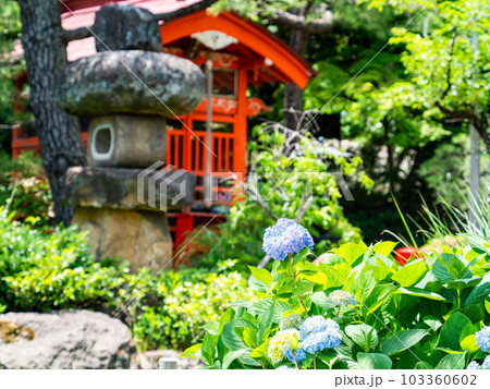 爽やかな初夏の和の景色　鮮やかな赤い祠とアジサイの花　 103360602