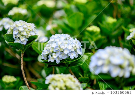 梅雨時に咲く代表的な花木 紫陽花 梅雨時に咲く代表的な花木 紫陽花 103360663