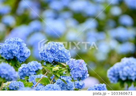 満開に咲く青のアジサイ 103360671