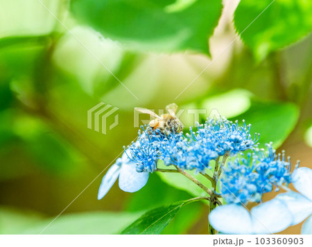 梅雨時期の美しい景色　咲き始めた清楚なヤマアジサイの蜜を集めるミツバチ 103360903