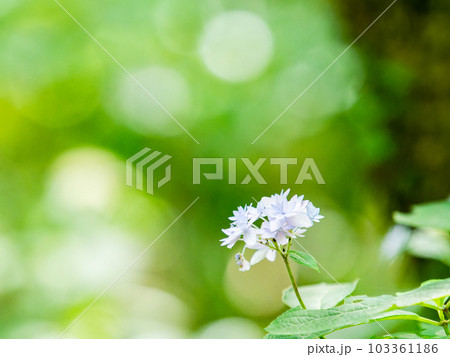 梅雨時期の景色　シーボルトが愛したアジサイ　幻のアジサイ七段花 103361186