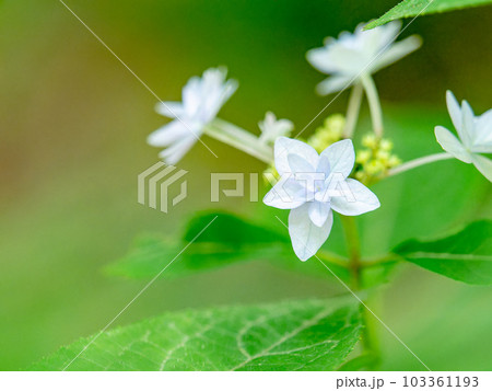 梅雨時期の景色 シーボルトが愛したアジサイ 幻のアジサイ七段花 梅雨時期の景色 シーボルトが愛したアジサイ 幻のアジサイ七段花 103361193
