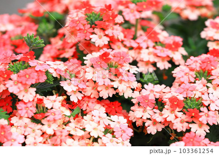 可憐なバーベナ(ヒメビジョサクラ) 可憐なバーベナ(ヒメビジョサクラ) 103361254