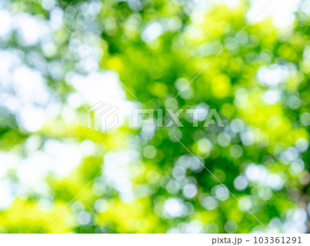 背景素材　輝く木漏れ日のリフレクション　グリーン系 103361291