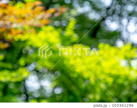 背景素材　輝く木漏れ日のリフレクション　グリーン系 103361296