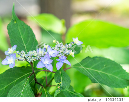 梅雨時期の景色　美しく咲き始めたカラフルなアジサイ 103361354