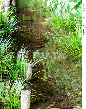 初夏の清らかな ママ下湧水（国立市）の風景　東京の名湧水57選 103361733