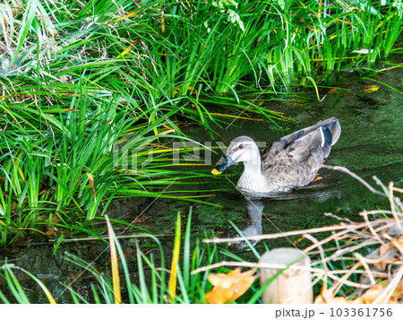 初夏の清らかな ママ下湧水（国立市）のカモのいる風景　東京の名湧水57選 103361756