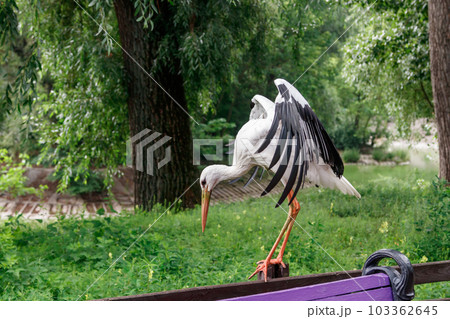 beautiful stork stands on a fence 103362645