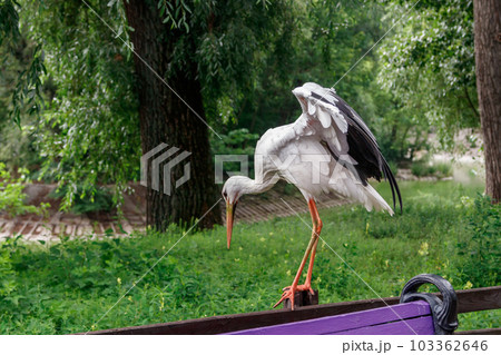 beautiful stork stands on a fence beautiful stork stands on a fence 103362646