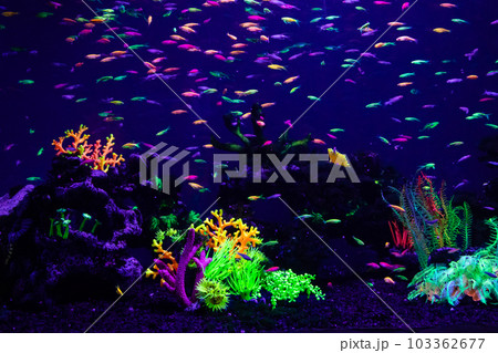 danio rerio fish and neon corals 103362677