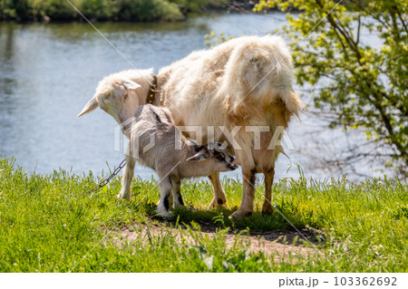 a green glade on the bank of the river, but which graze goats 103362692