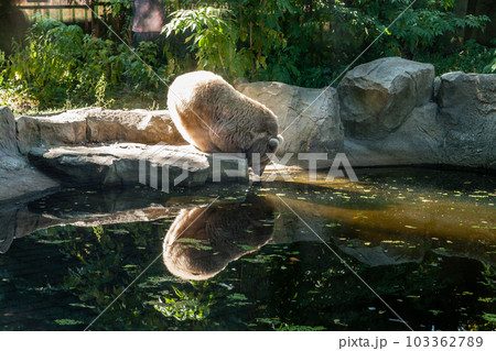 white Bear on the lake look at your reflection white Bear on the lake look at your reflection 103362789