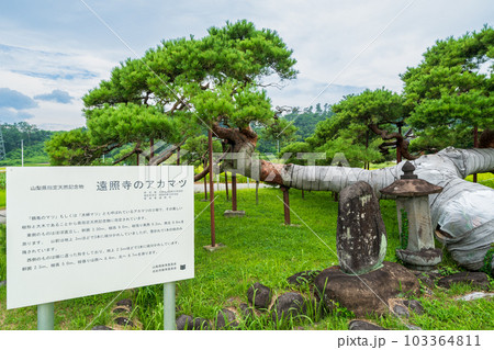 「山梨県」遠照寺のアカマツ・北杜市 「山梨県」遠照寺のアカマツ・北杜市 103364811