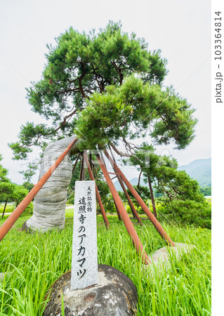 「山梨県」遠照寺のアカマツ・北杜市 103364814