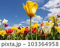 Colorful tulips in flower bed and one yellow tulip in center. 103364958