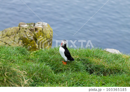 Atlantic puffin from Borgarfjordur fjord, east Iceland 103365185