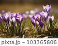 Spring crocus field. Park plant beautiful. Generate Ai 103365806