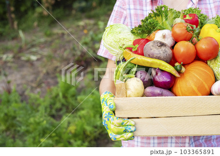 Farmer woman in gloves holding wooden box full of fresh raw vegetables 103365891