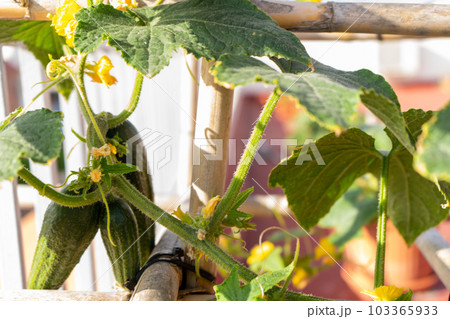 Cucumber, fruit of a healthy organic Cucumis Sativus plant of a traditional Parisian Pickling Gherkin variety, hanging on the terrace trellis as part of the urban home garden. 103365933
