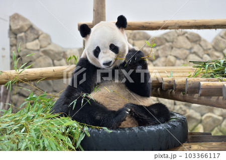 タイヤに座って竹を食べる愛浜 103366117