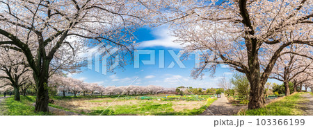 「埼玉県」見沼田んぼの美しい桜回廊 103366199