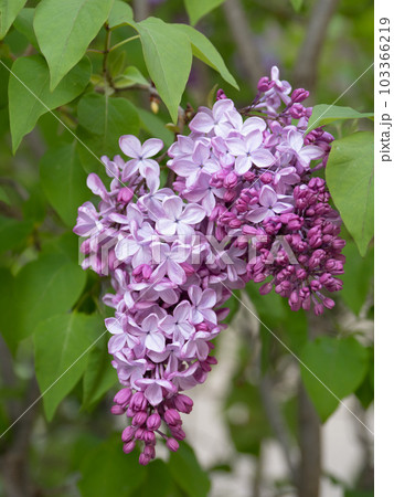 ライラックの花 103366219