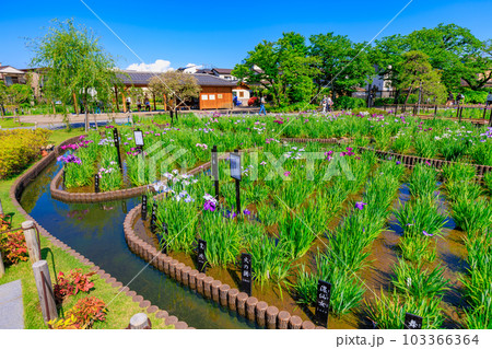 東京 葛飾区 堀切菖蒲園の花菖蒲 東京 葛飾区 堀切菖蒲園の花菖蒲 103366364