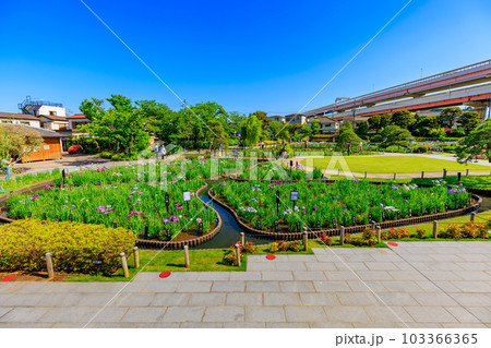 東京 葛飾区 堀切菖蒲園の花菖蒲 東京 葛飾区 堀切菖蒲園の花菖蒲 103366365