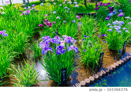 東京　葛飾区　堀切菖蒲園の花菖蒲 103366376