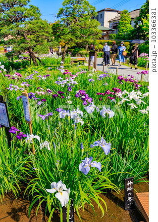 東京 葛飾区 堀切菖蒲園の花菖蒲 東京 葛飾区 堀切菖蒲園の花菖蒲 103366381
