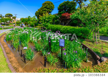 東京　葛飾区　堀切菖蒲園の花菖蒲 103366384
