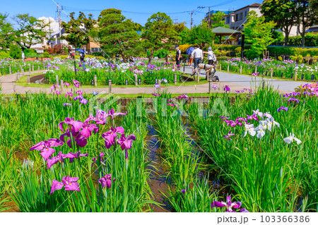 東京 葛飾区 堀切菖蒲園の花菖蒲 東京 葛飾区 堀切菖蒲園の花菖蒲 103366386